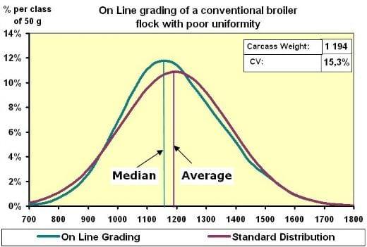 Evaluating Uniformity in Broilers - Factors Affecting Variation - Image 2