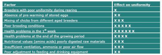 Evaluating Uniformity in Broilers - Factors Affecting Variation - Image 10