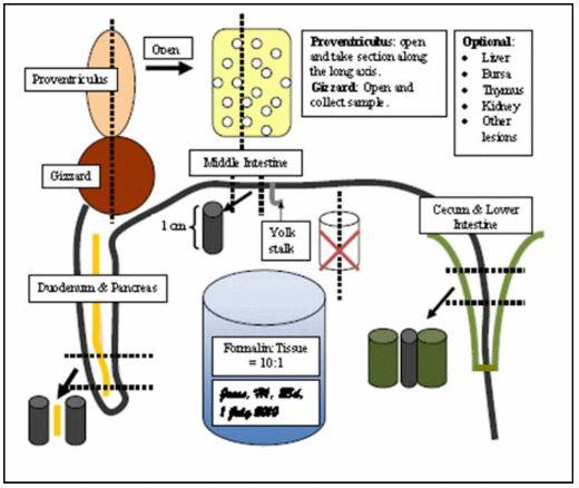 Intestinal Integrity in Broilers - Image 1