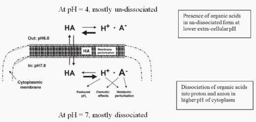 Protection of Feed and Grain from Mould Contamination - Image 2