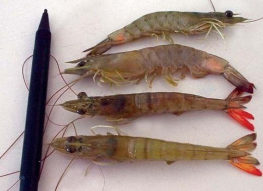 Southern Brown Shrimp Found Susceptible to IMNV - Image 1