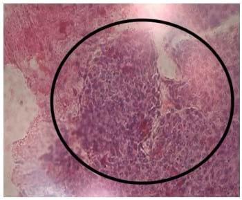 Southern Brown Shrimp Found Susceptible to IMNV - Image 2