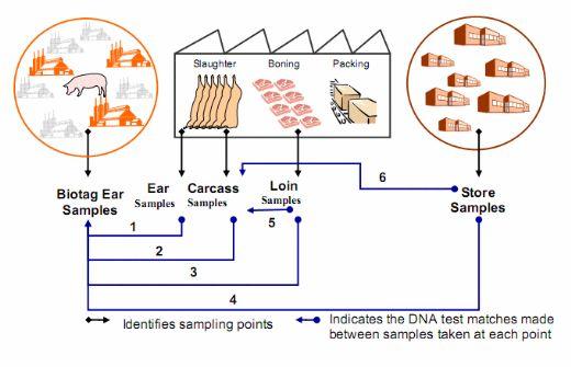 Traceability Options for the Canadian Pork Industry - Image 3