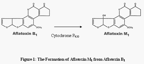 Mycotoxins in South African Foods: A Case Study on Aflatoxin in Milk - Image 1