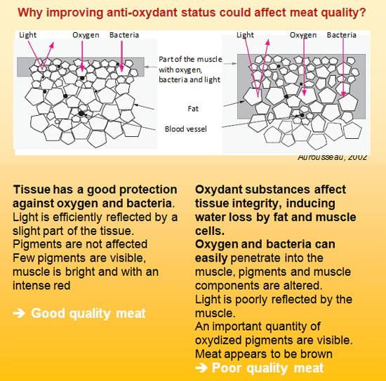 Organic selenium in ruminant diet: can we expect extra benefits beyond animal health? New evidences of improved milk and meat quality - Image 7