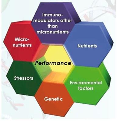 The Use of Nucleotides in Animal Feed - Image 1