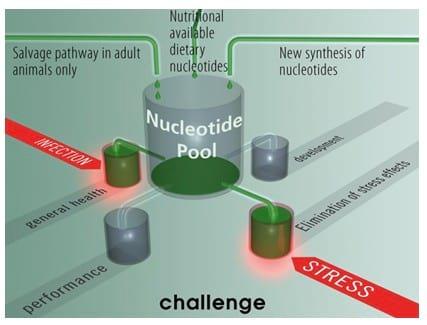 The Use of Nucleotides in Animal Feed - Image 3