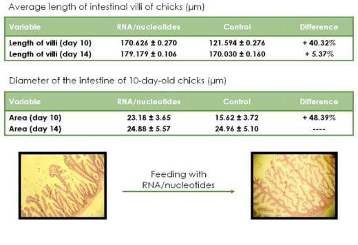 The Use of Nucleotides in Animal Feed - Image 4