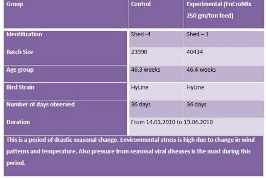 Supranutritional solution to combat stress condition in poultry - Image 12