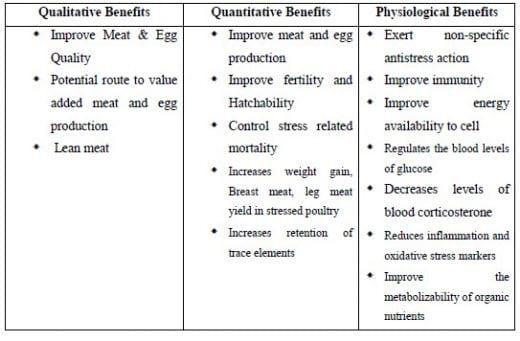 Supranutritional solution to combat stress condition in poultry - Image 2