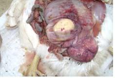 Egg Bound Syndrome - Image 2