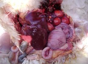 Egg Bound Syndrome - Image 1