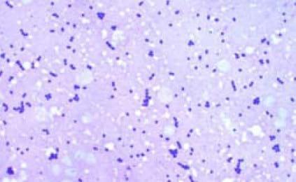 Important Diseases of Farmed Barramundi in Asia - Image 16