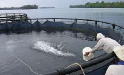 Important Diseases of Farmed Barramundi in Asia - Image 11