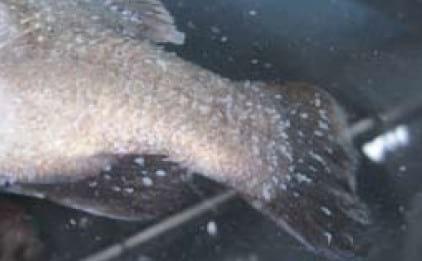 Important Diseases of Farmed Barramundi in Asia - Image 10