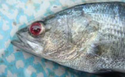 Important Diseases of Farmed Barramundi in Asia - Image 8