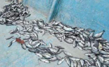 Important Diseases of Farmed Barramundi in Asia - Image 7