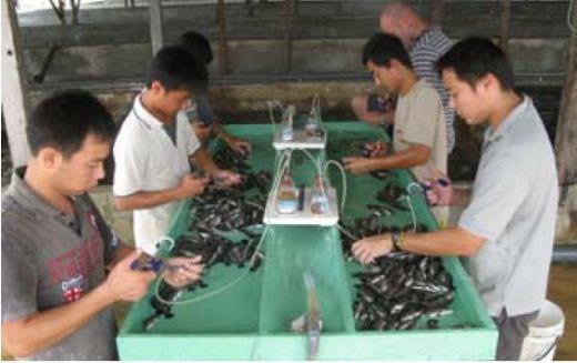 Important Diseases of Farmed Barramundi in Asia - Image 17