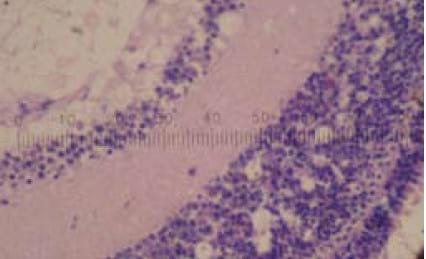 Important Diseases of Farmed Barramundi in Asia - Image 4