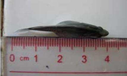 Important Diseases of Farmed Barramundi in Asia - Image 5