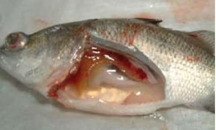 Important Diseases of Farmed Barramundi in Asia - Image 15
