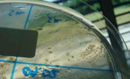 Important Diseases of Farmed Barramundi in Asia - Image 14