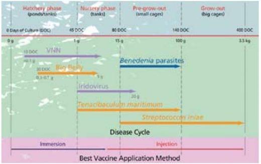 Important Diseases of Farmed Barramundi in Asia - Image 2