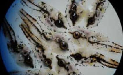 Important Diseases of Farmed Barramundi in Asia - Image 3