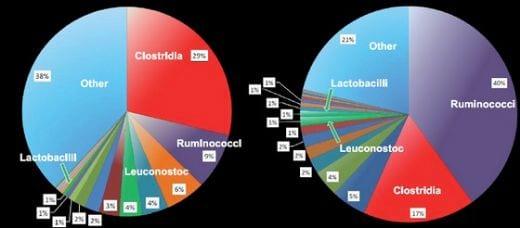 S.boulardii and Antibiotic Associated Diarrhoea - from a human background to direct implications on post-weaning piglets. - Image 1