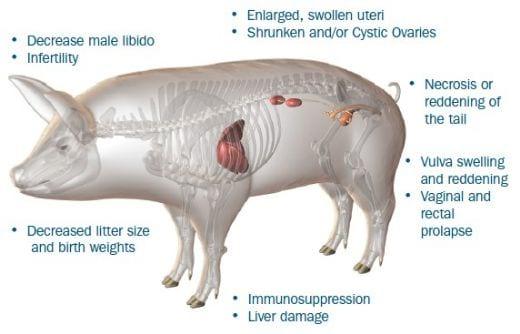 Zearalenone Toxicity, a Significant Factor in Reduced Swine - Image 1