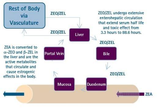 Zearalenone Toxicity, a Significant Factor in Reduced Swine - Image 3