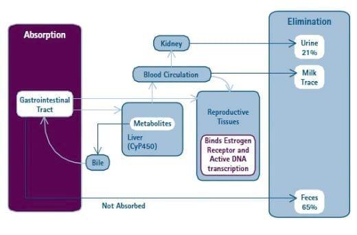 Zearalenone Toxicity, a Significant Factor in Reduced Swine - Image 4