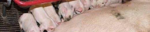 SowFix – a Helpful Tool in Increasing the Number of Liveborn Piglets - Image 2