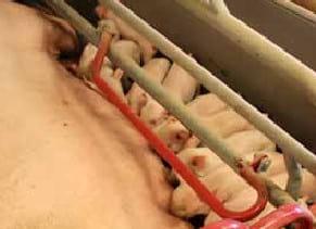 SowFix – a Helpful Tool in Increasing the Number of Liveborn Piglets - Image 1