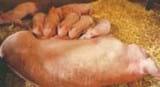 Toxins – How do we prevent? - Image 3