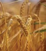 Toxins – How do we prevent? - Image 1