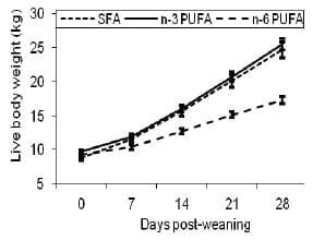 Dietary Fatty Acids Affect the Growth and Performance of Gilt Progeny - Image 8