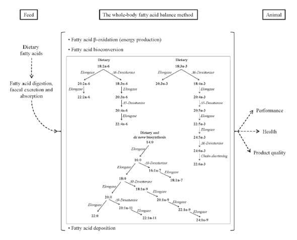 The whole-body fatty acid balance method: examples of its potential for feed efficiency and product quality optimisation in fish and poultry - Image 1