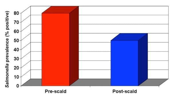 Intervention Strategies for Reducing Salmonella Prevalence on Ready-to-Cook Chicken - Image 18