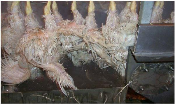 Intervention Strategies for Reducing Salmonella Prevalence on Ready-to-Cook Chicken - Image 12
