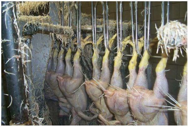 Intervention Strategies for Reducing Salmonella Prevalence on Ready-to-Cook Chicken - Image 15