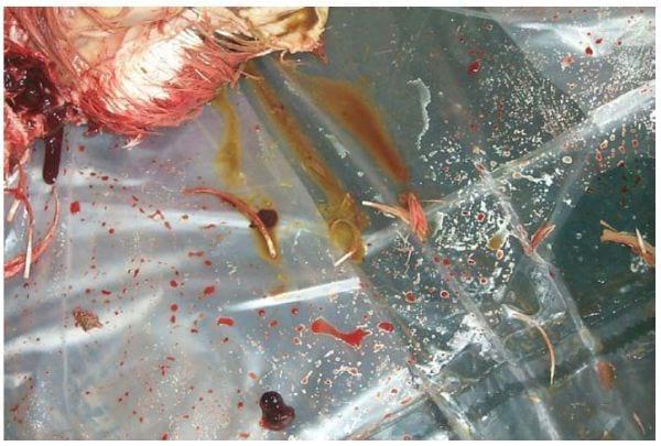 Intervention Strategies for Reducing Salmonella Prevalence on Ready-to-Cook Chicken - Image 3