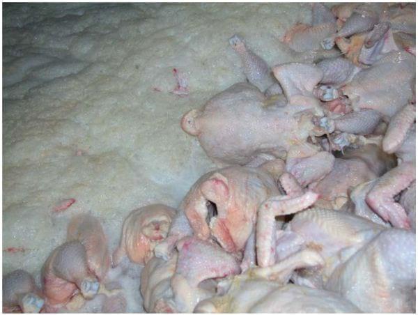 Intervention Strategies for Reducing Salmonella Prevalence on Ready-to-Cook Chicken - Image 26
