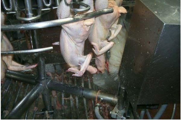 Intervention Strategies for Reducing Salmonella Prevalence on Ready-to-Cook Chicken - Image 4