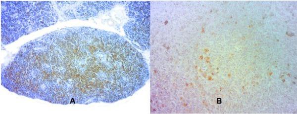 Effect of the hatch window on the presence of cd3+ cells in the lymphoid system of broilers from eggs of various weights laid by breeders of the same age - Image 1