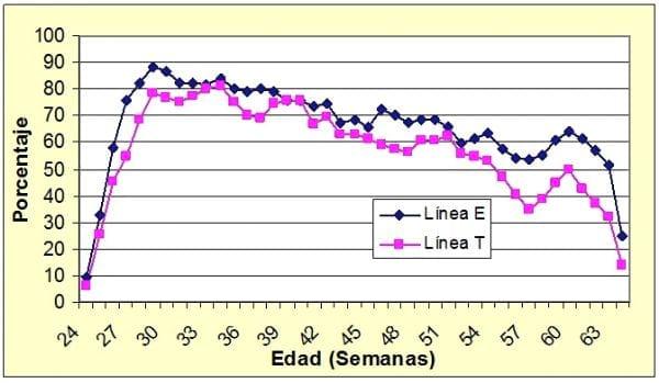 Analysis of the reproduction of two genetic lines of Campero-INTA hens - Image 1