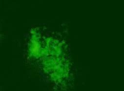 Molecular characteristics of meq oncogene from recently isolated Polish field strains of Marek’s disease virus - Image 1