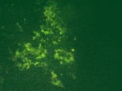Molecular characteristics of meq oncogene from recently isolated Polish field strains of Marek’s disease virus - Image 2