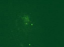 Molecular characteristics of meq oncogene from recently isolated Polish field strains of Marek’s disease virus - Image 3