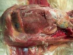Gout, a burning issue - Image 2